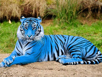 Blu DeTiger